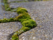 Jak wyczyścić kostkę brukową?